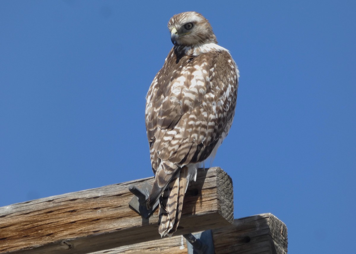 Red-tailed Hawk - ML617209495