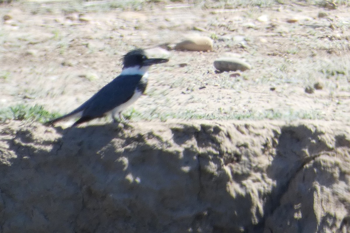 Belted Kingfisher - ML617209514