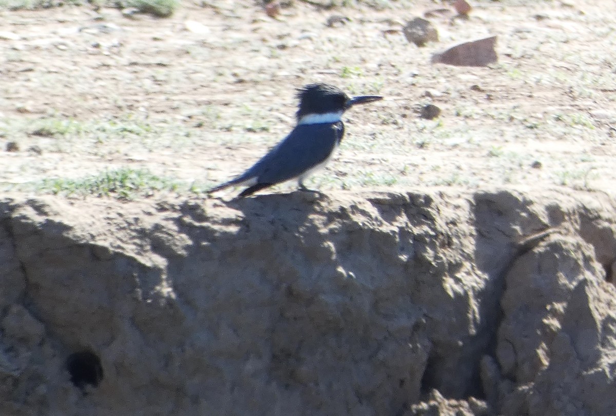 Belted Kingfisher - ML617209515