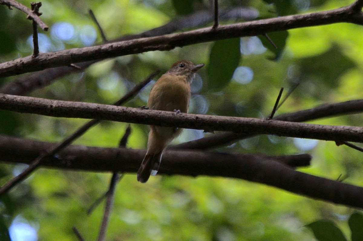 Planalto Slaty-Antshrike - ML617209516