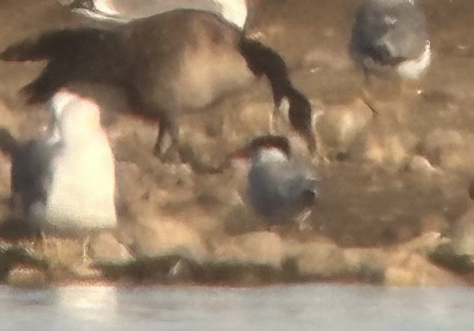 Caspian Tern - ML617209522