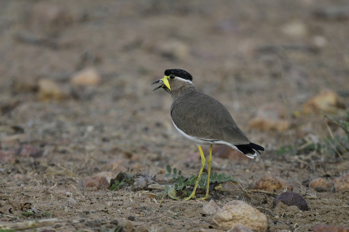 Yellow-wattled Lapwing - JENNY JOHNY SOLOMAN SAMUEL