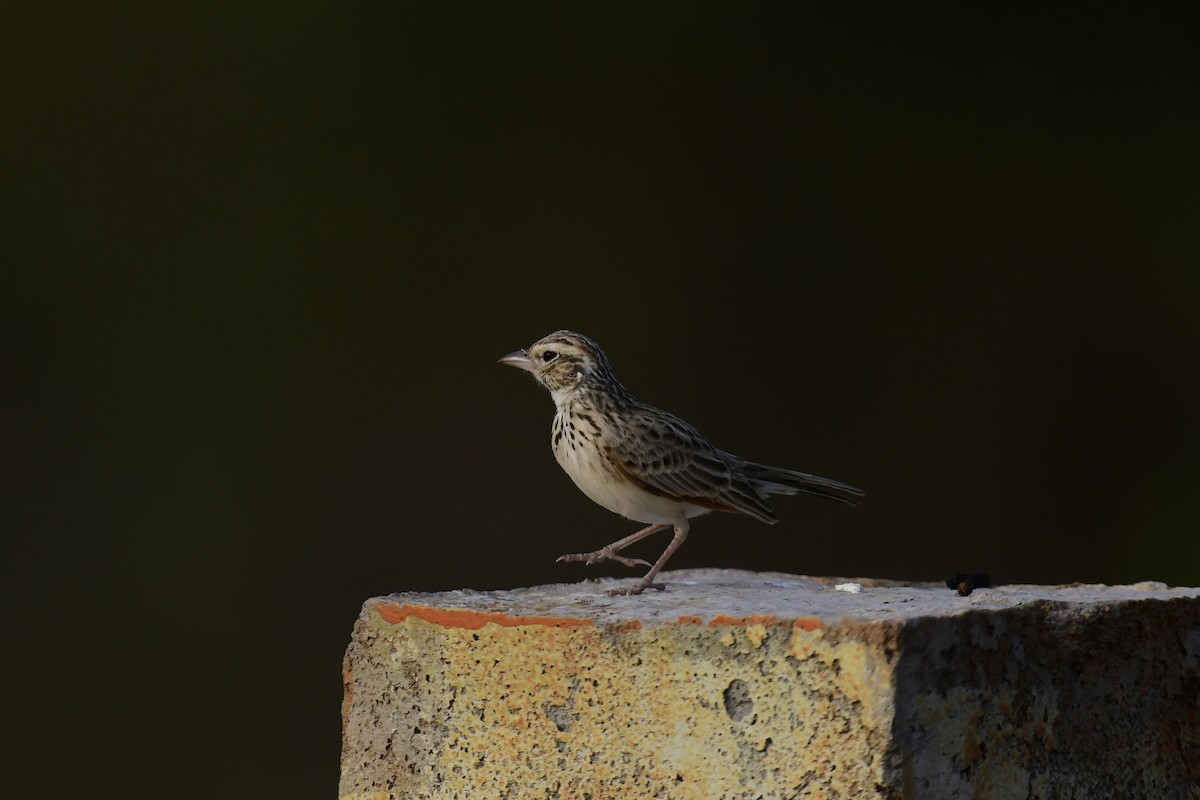 Indian Bushlark - JENNY JOHNY SOLOMAN SAMUEL