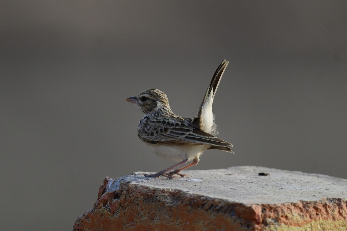 Indian Bushlark - JENNY JOHNY SOLOMAN SAMUEL