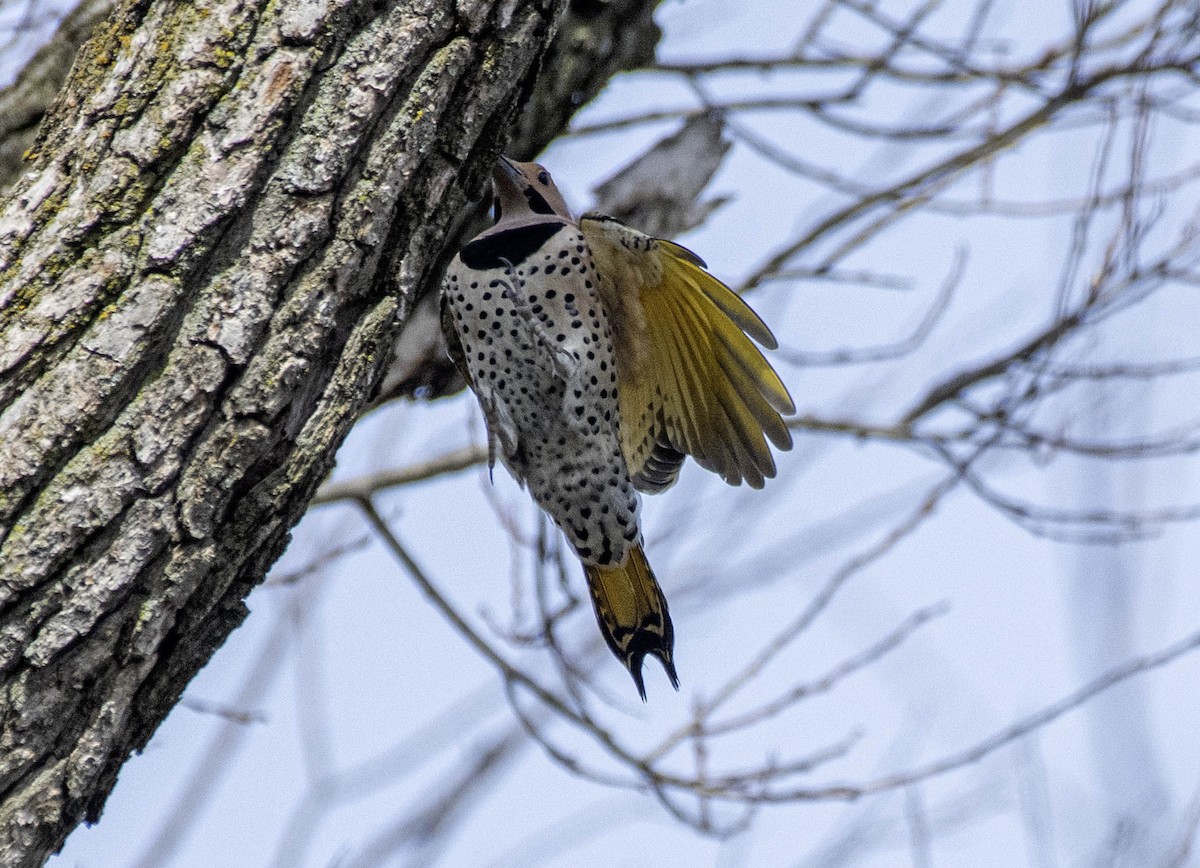 Northern Flicker - ML617209605