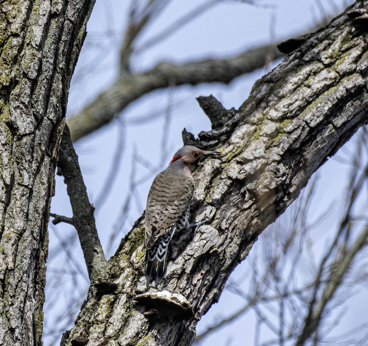 Northern Flicker - ML617209606