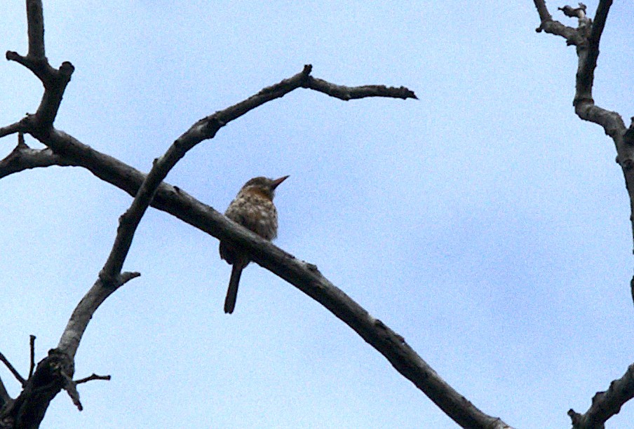 Spot-backed Puffbird (Spot-backed) - ML617209618