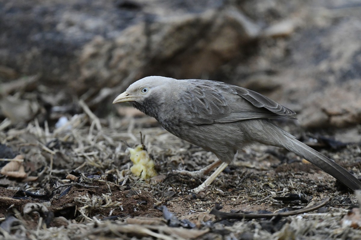 Yellow-billed Babbler - JENNY JOHNY SOLOMAN SAMUEL