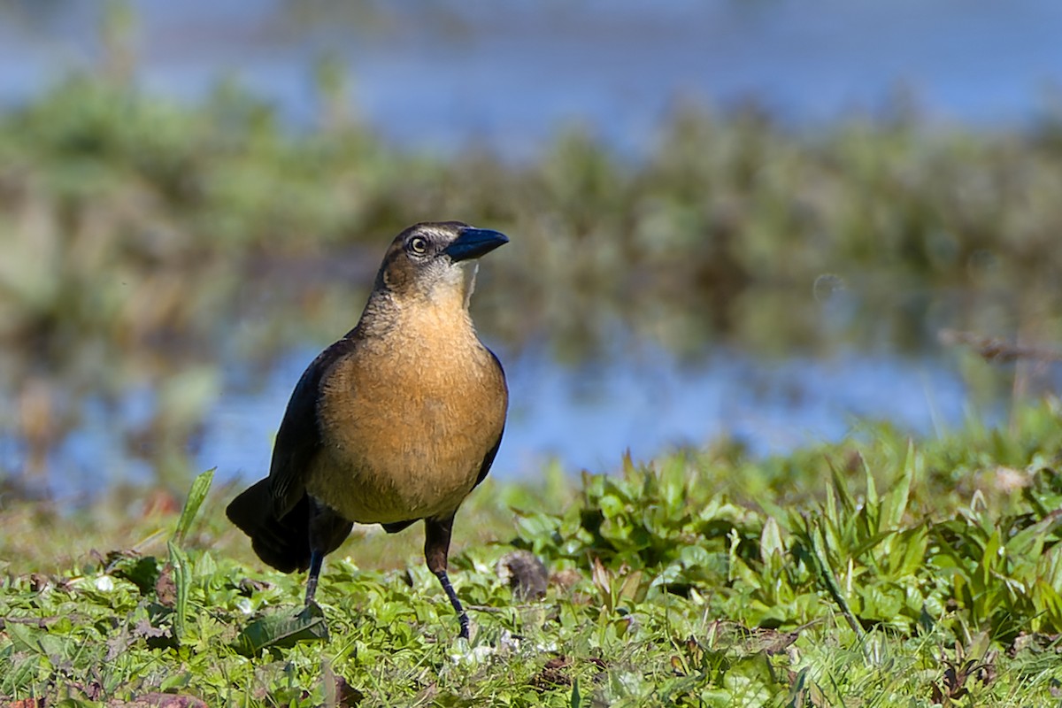 Great-tailed Grackle - ML617209704