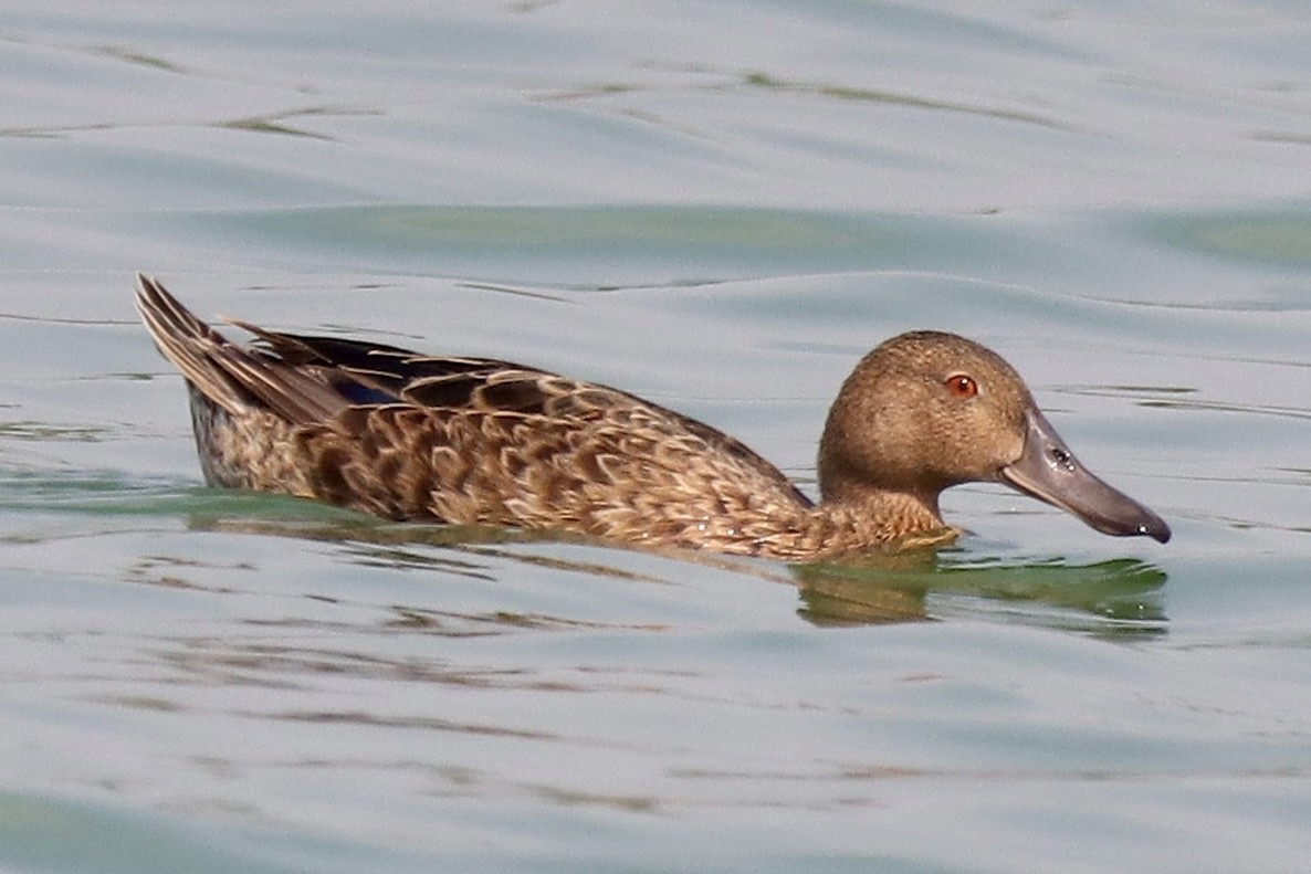 Cinnamon Teal - Hugo Orellana