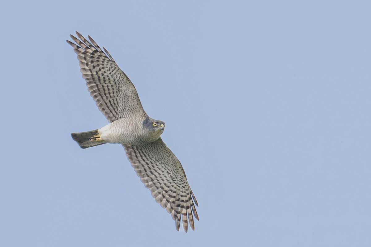 Japanese Sparrowhawk - ML617209720