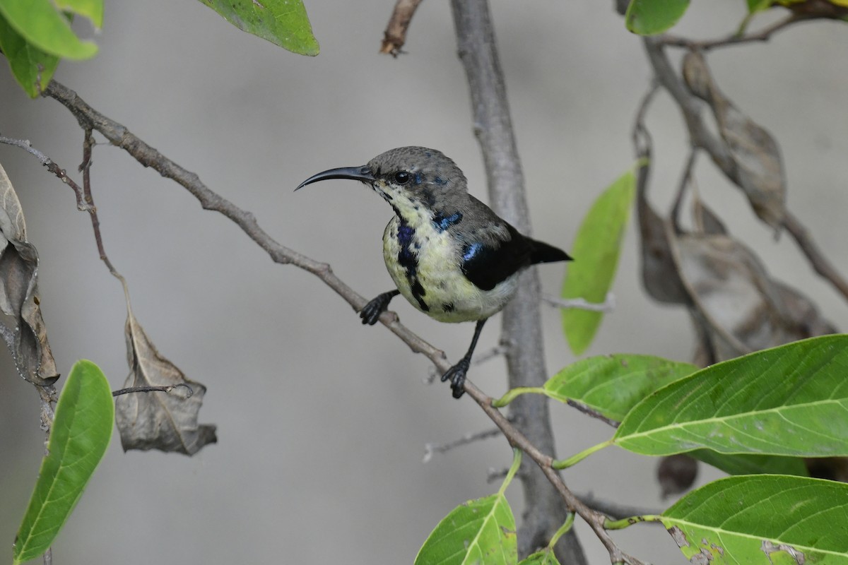 Purple Sunbird - JENNY JOHNY SOLOMAN SAMUEL