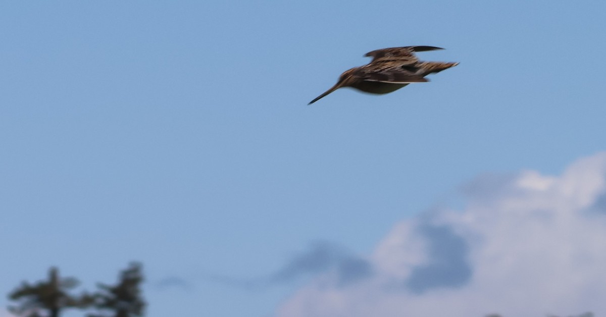 Wilson's Snipe - ML617209806