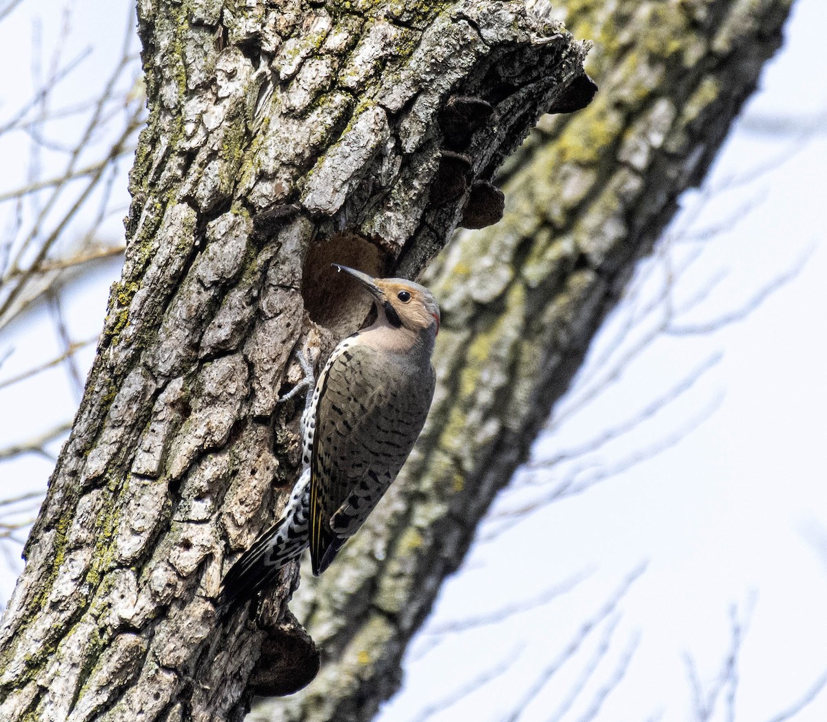 Northern Flicker - ML617209809