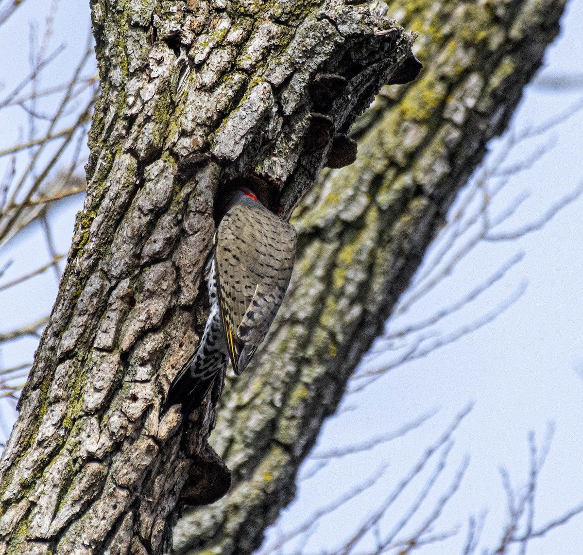 Northern Flicker - ML617209810