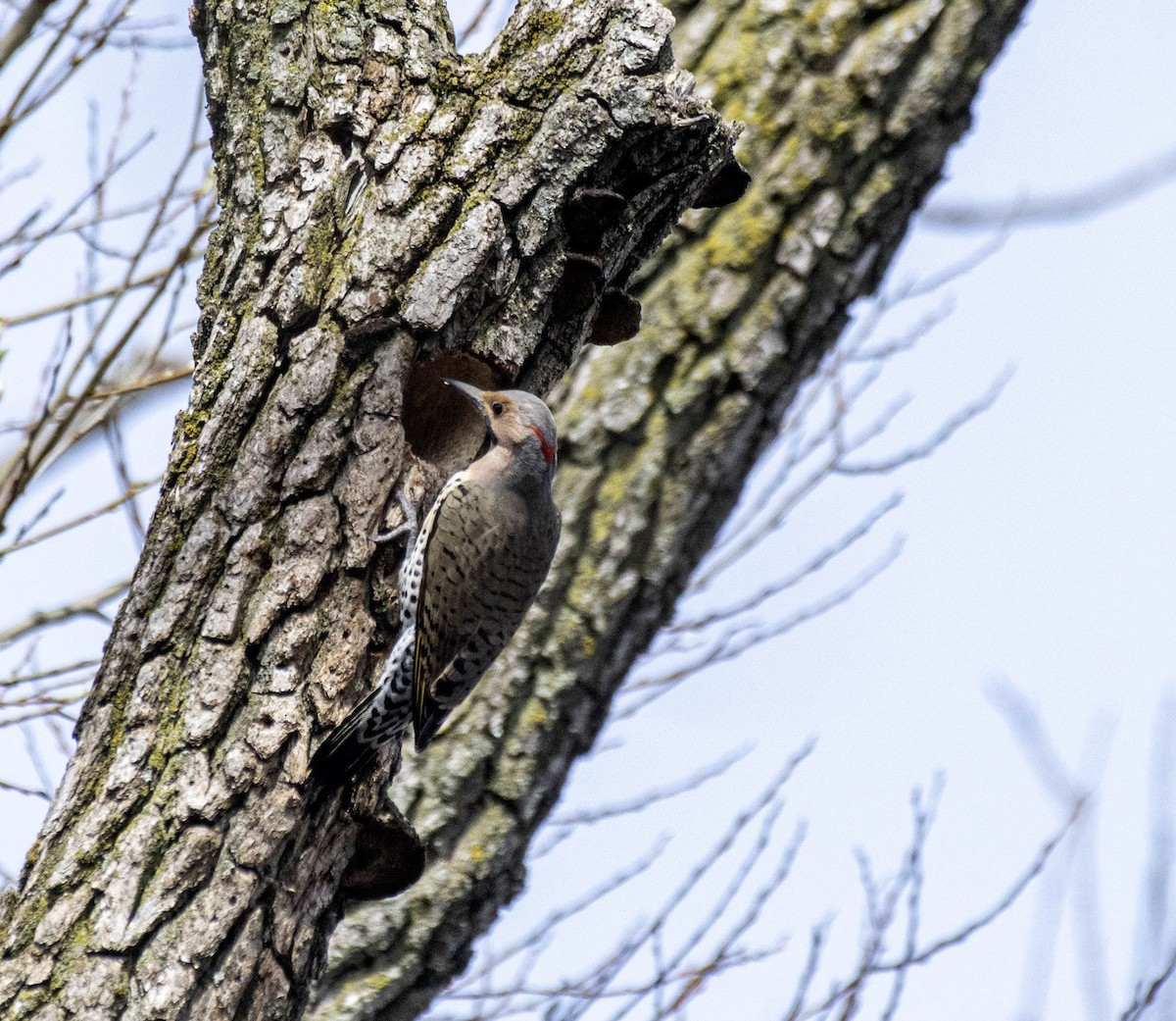 Northern Flicker - ML617209811