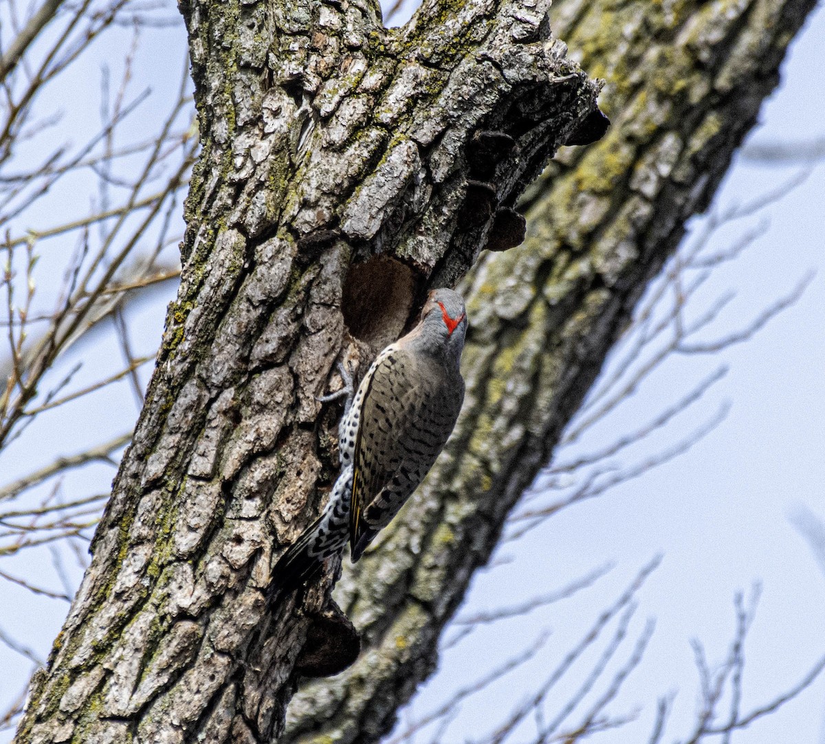 Northern Flicker - ML617209812