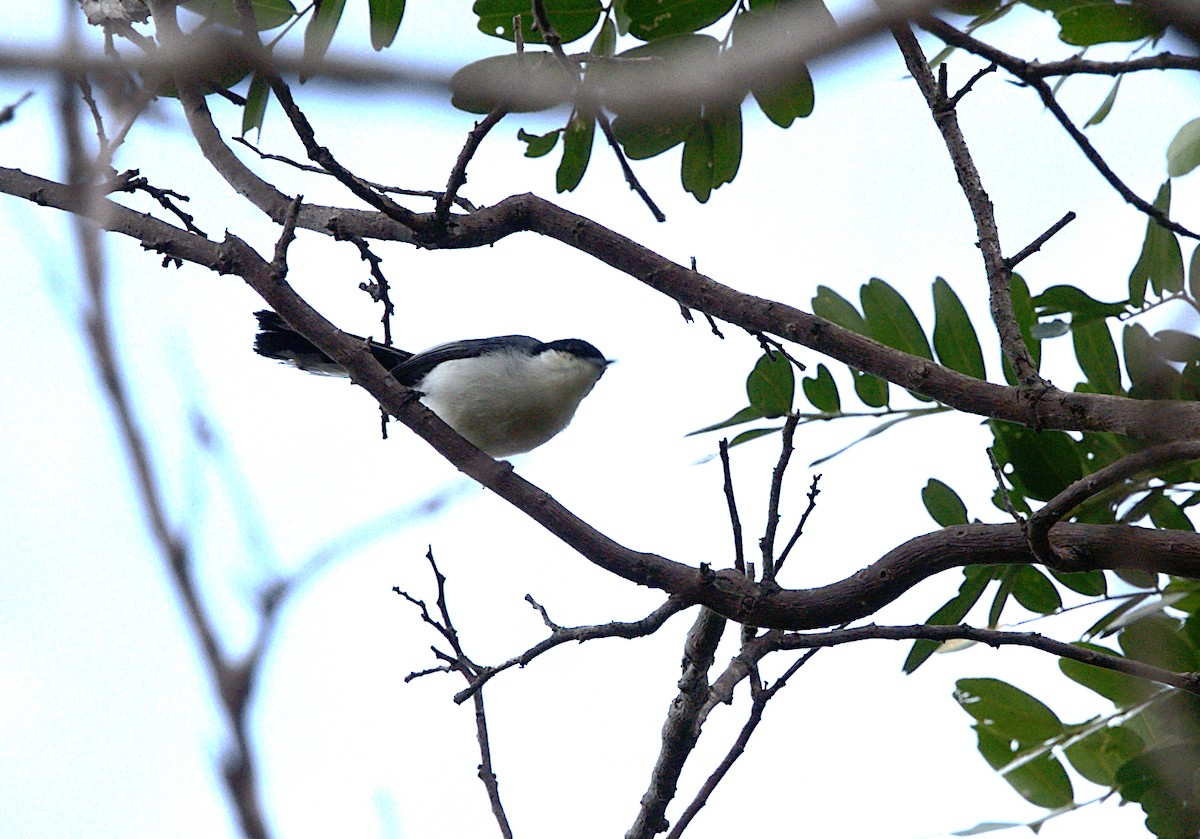 Tropical Gnatcatcher - ML617209815