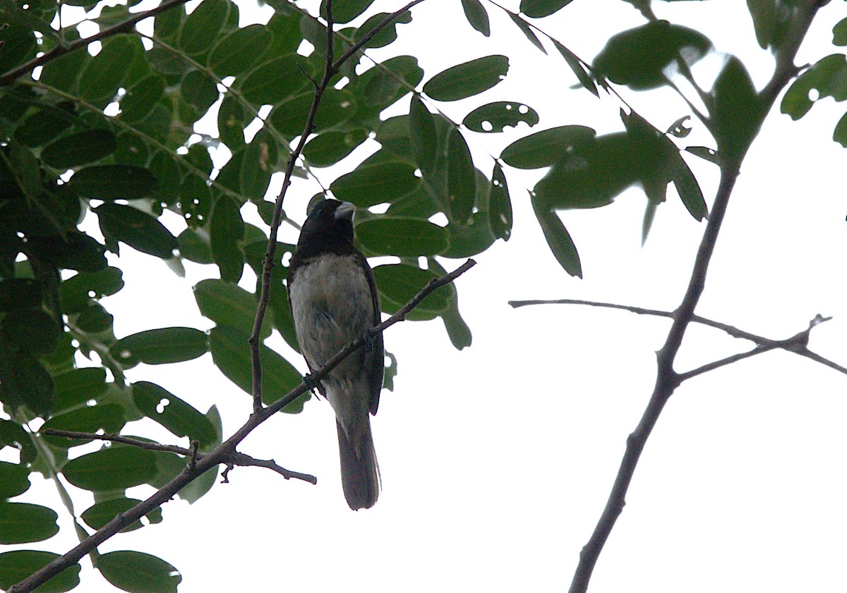 Dubois's Seedeater - ML617209833