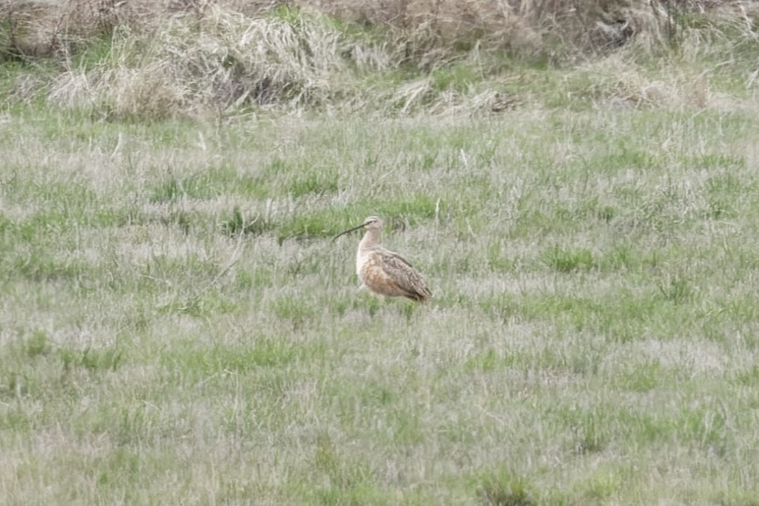 Long-billed Curlew - ML617209839