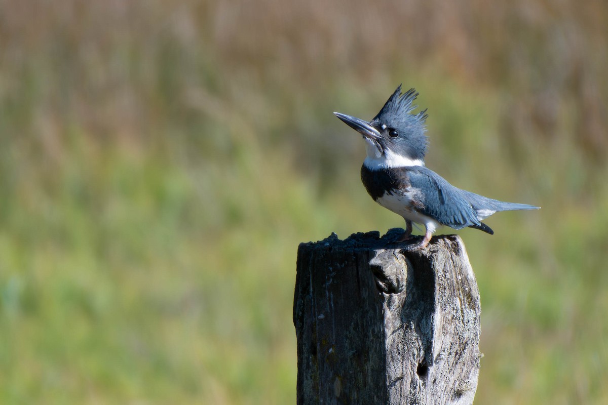 Belted Kingfisher - Kaleb Anderson