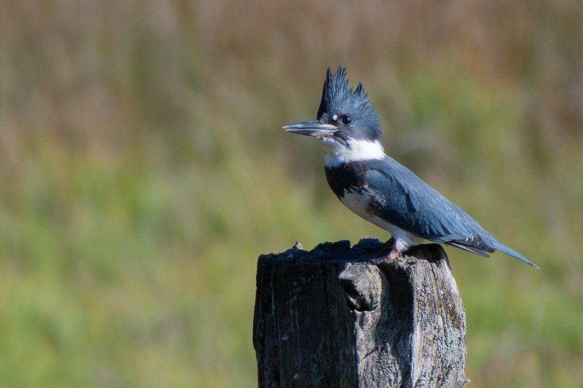 Belted Kingfisher - Kaleb Anderson