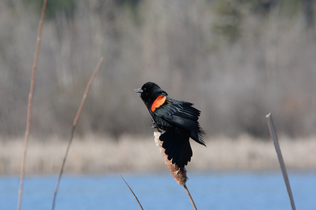 Red-winged Blackbird - ML617209861