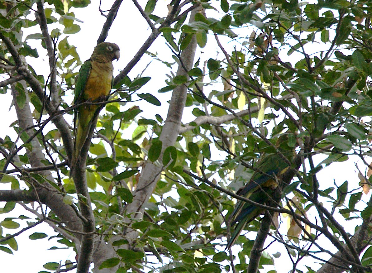 Conure des cactus - ML617209908