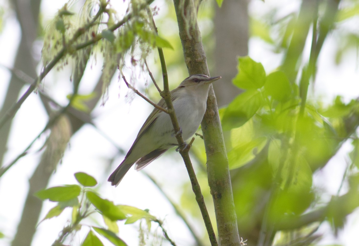 Red-eyed Vireo - ML617209924
