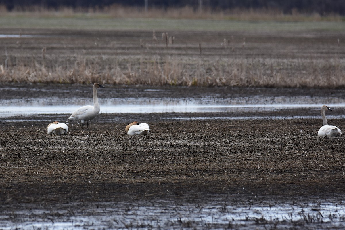 Trumpeter Swan - Zachary Peterson