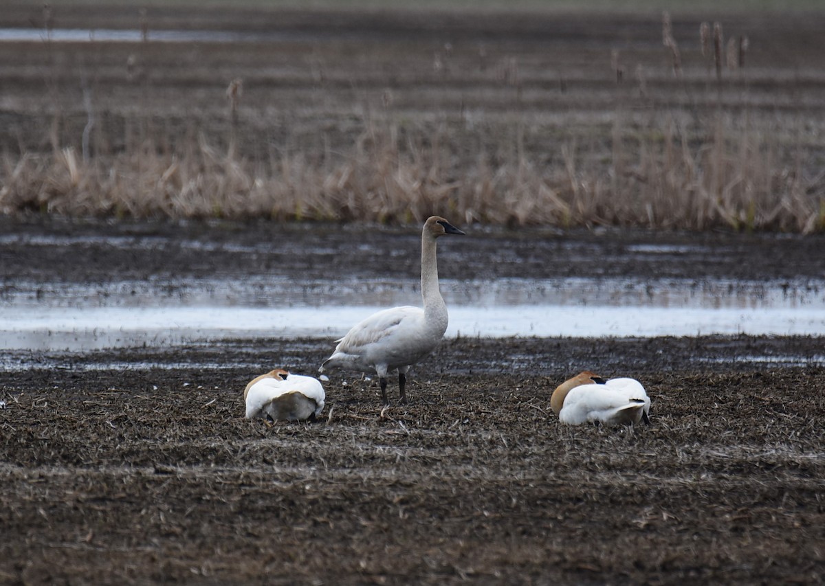 Trumpeter Swan - Zachary Peterson