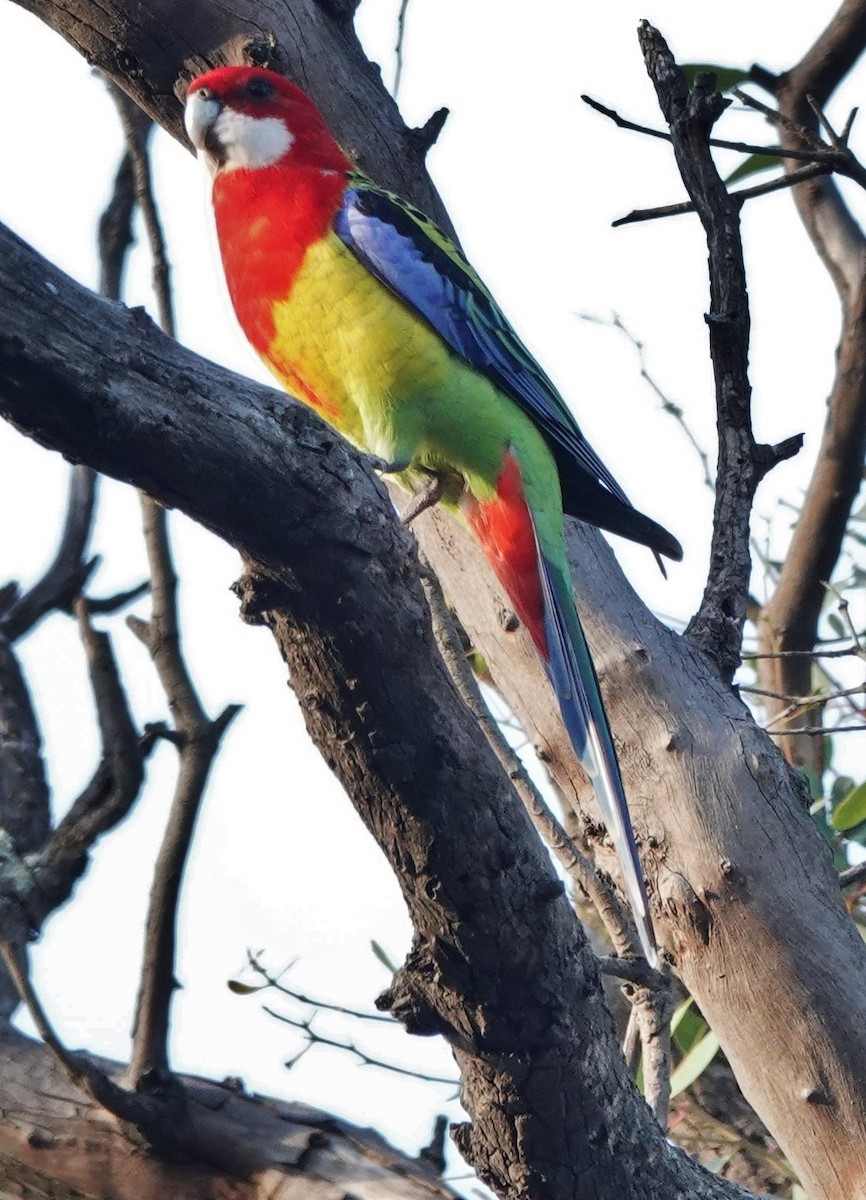 Eastern Rosella - ML617209983