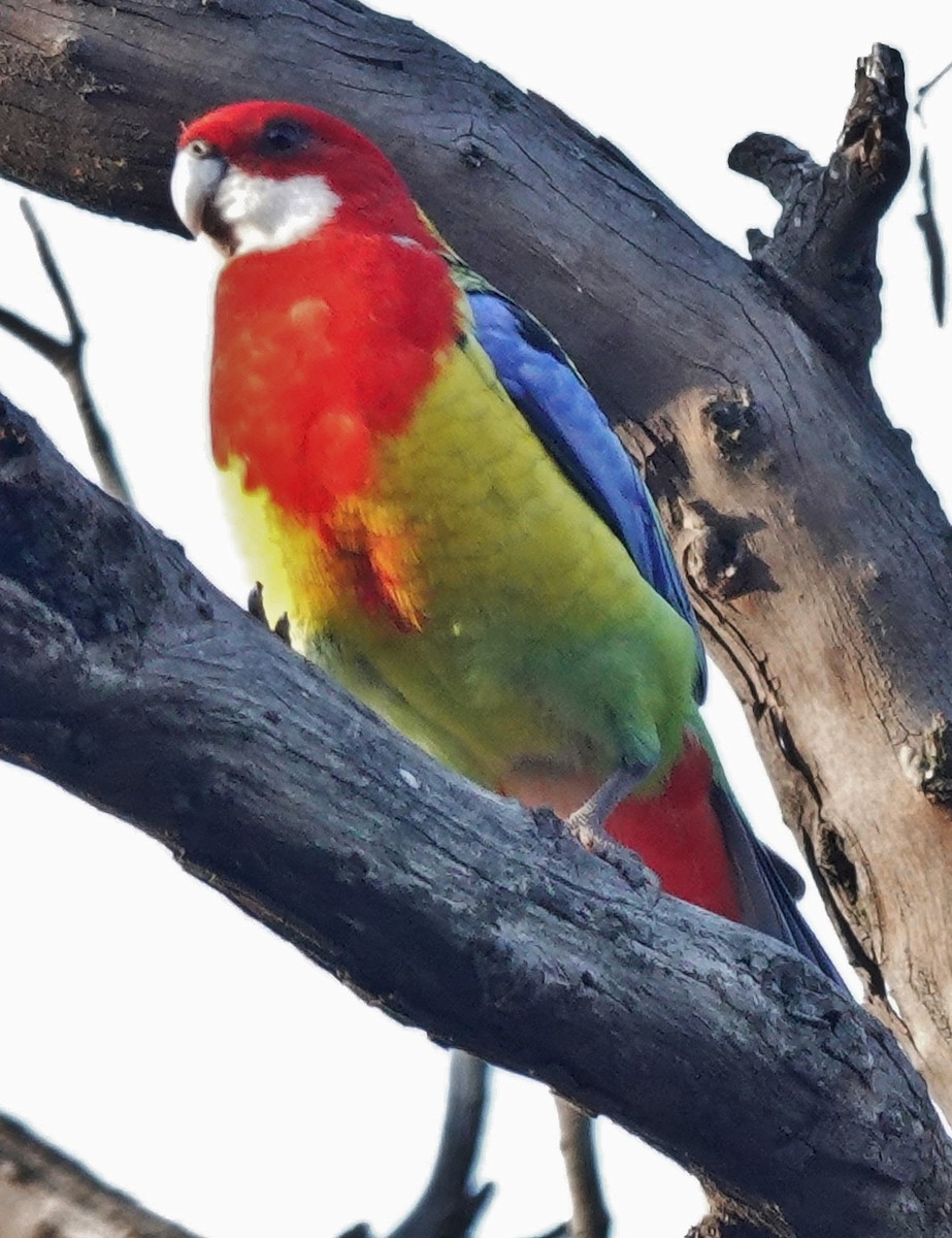 Eastern Rosella - ML617209984