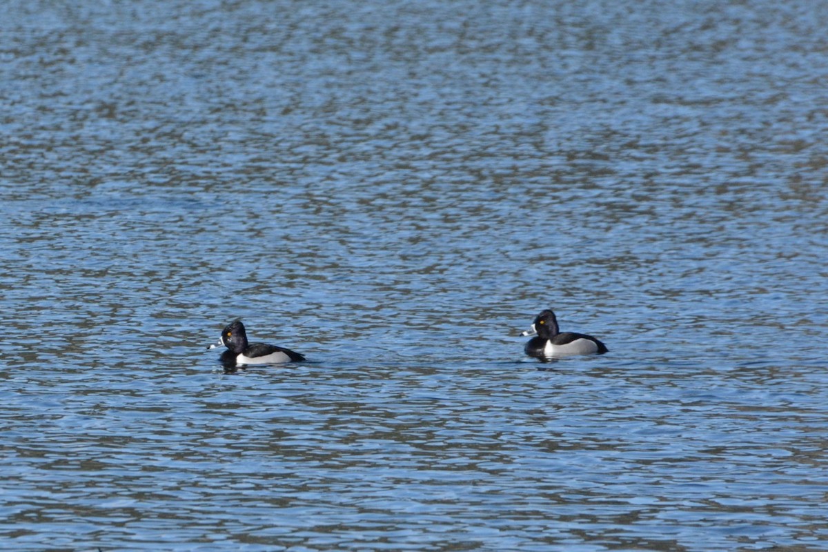 Ring-necked Duck - ML617210000