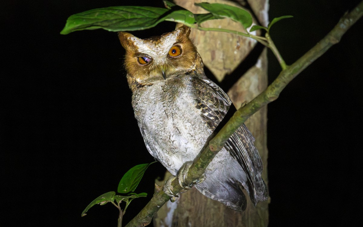 Negros Scops-Owl - ML617210007