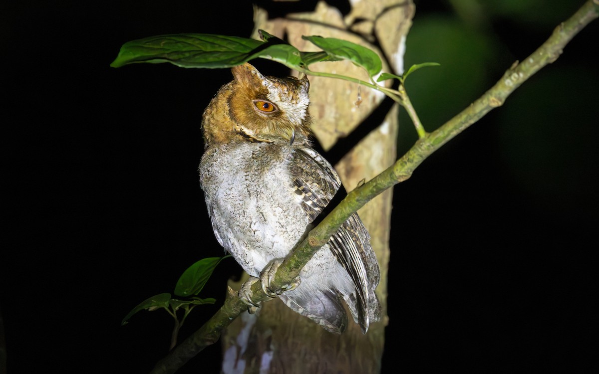 Negros Scops-Owl - Tom (TK) Kaestner