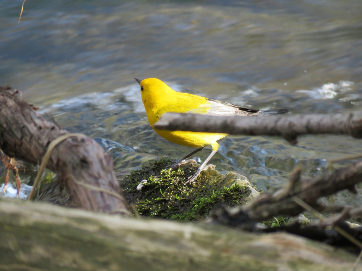 Prothonotary Warbler - ML617210032