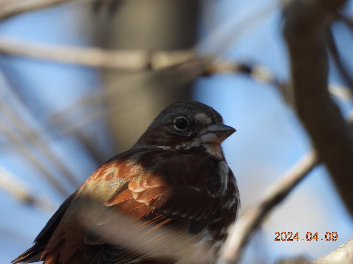 Fox Sparrow - ML617210046