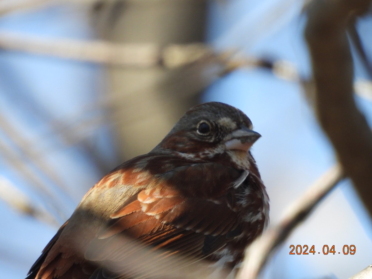 Fox Sparrow - ML617210049