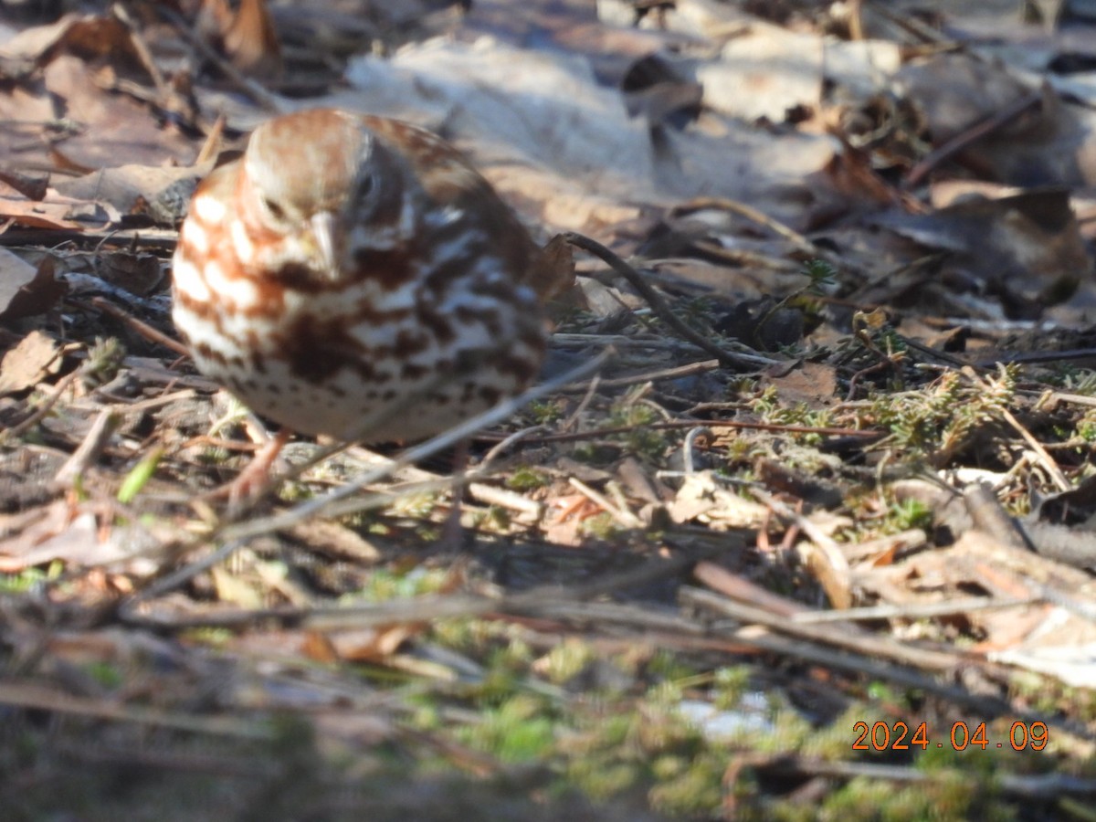 Fox Sparrow - Lyne Pelletier