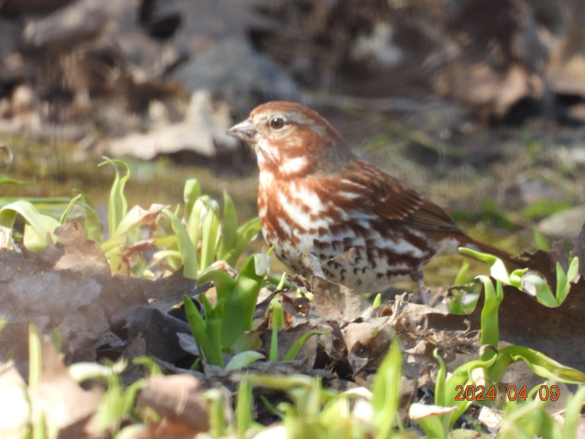 Fox Sparrow - ML617210053