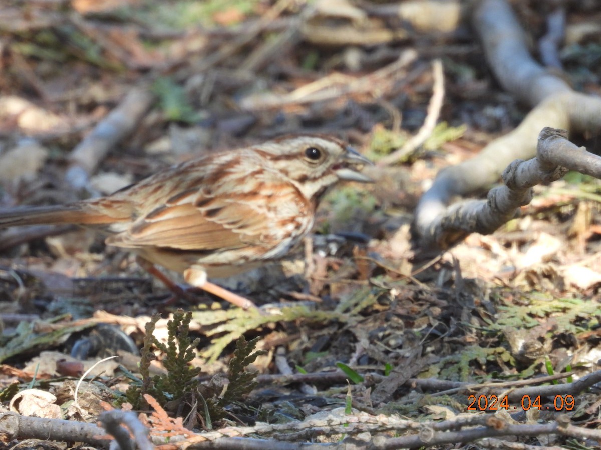 Song Sparrow - ML617210081