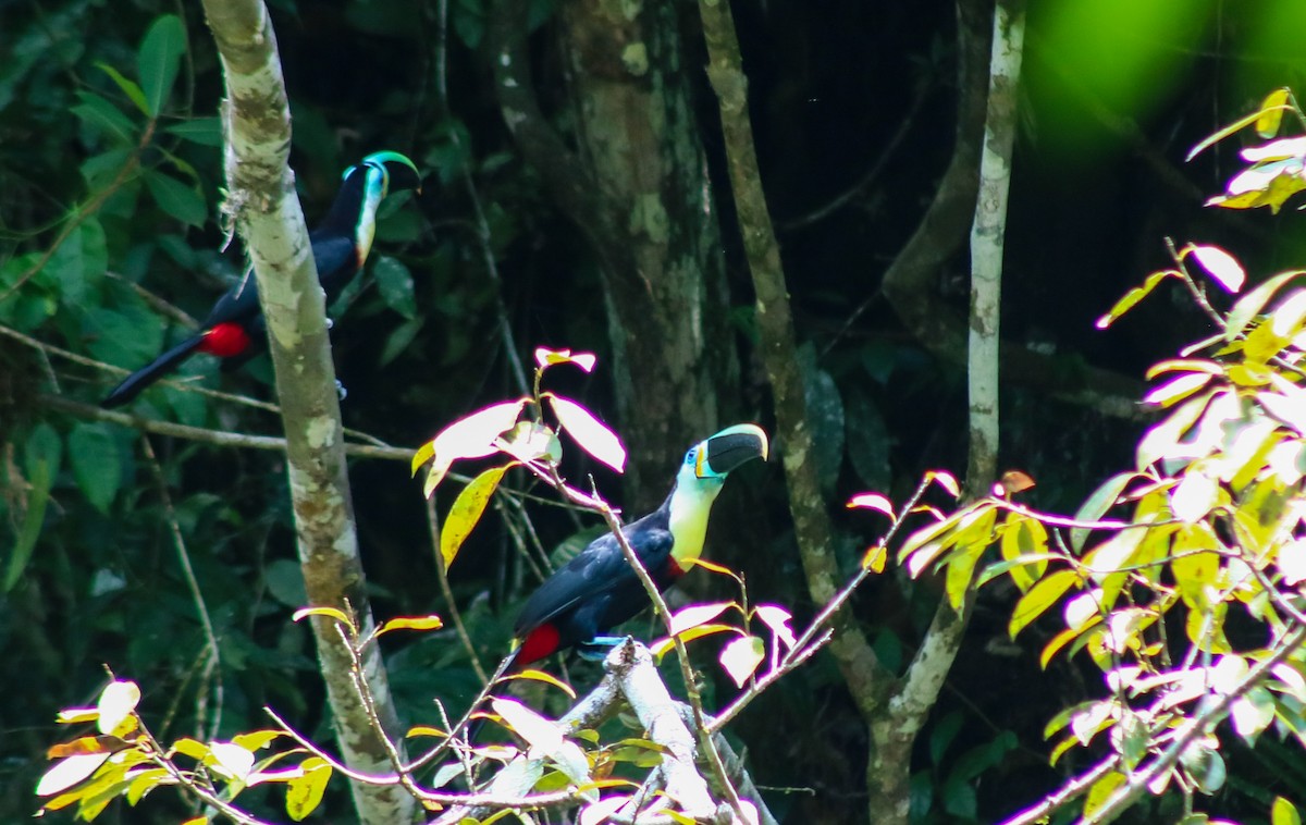 Channel-billed Toucan (Citron-throated) - Luis Hernánadez(@Birdsbyluishernandez)