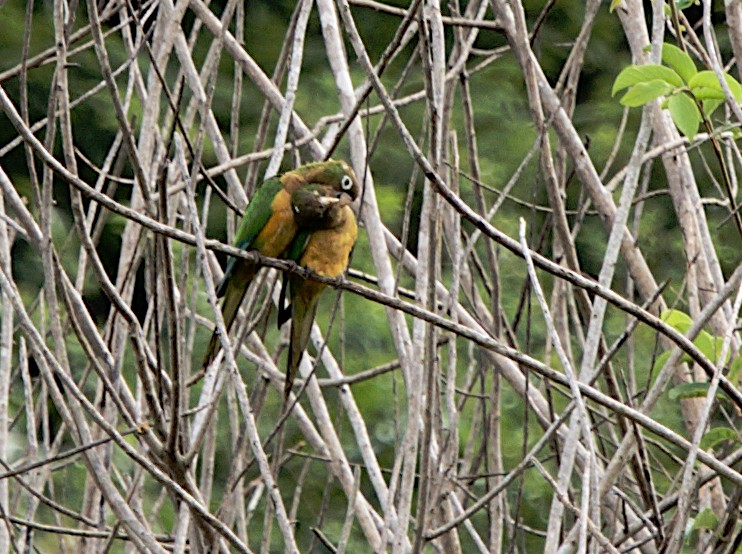 Cactus Parakeet - ML617210092