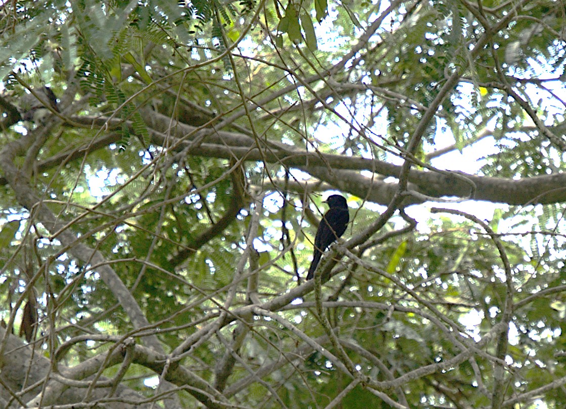 Caatinga Black-Tyrant - Patrícia Hanate