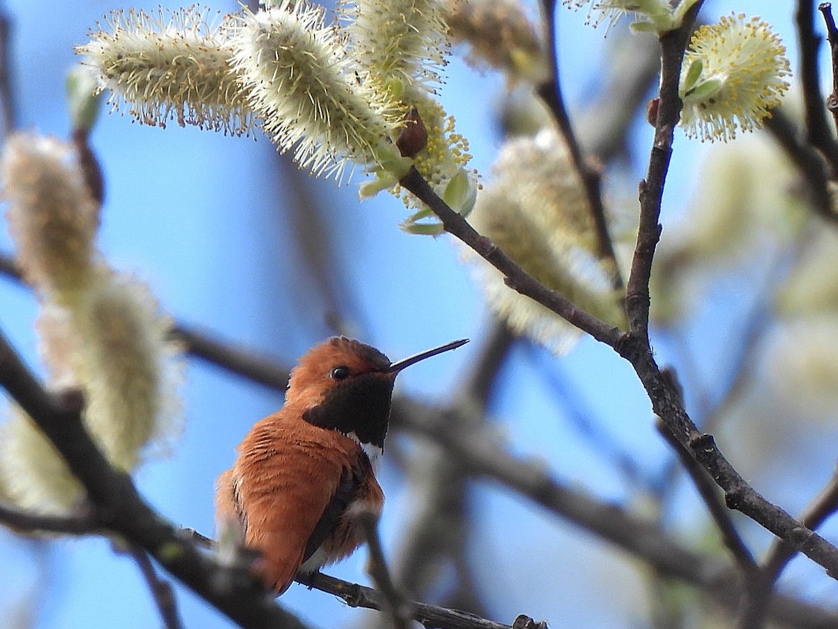 Rufous Hummingbird - ML617210105