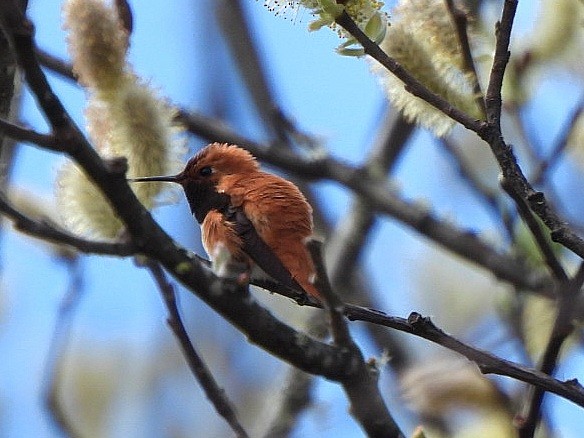 Rufous Hummingbird - ML617210106