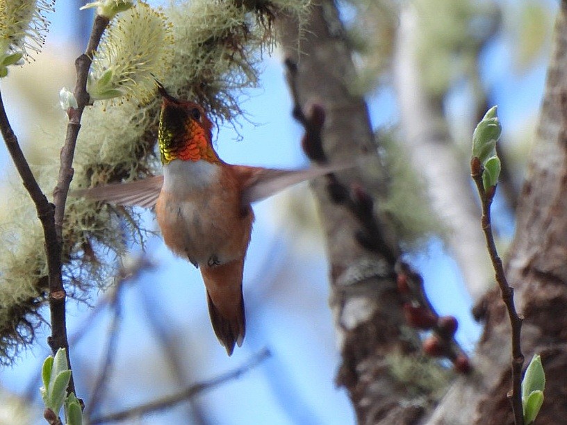 Rufous Hummingbird - ML617210107