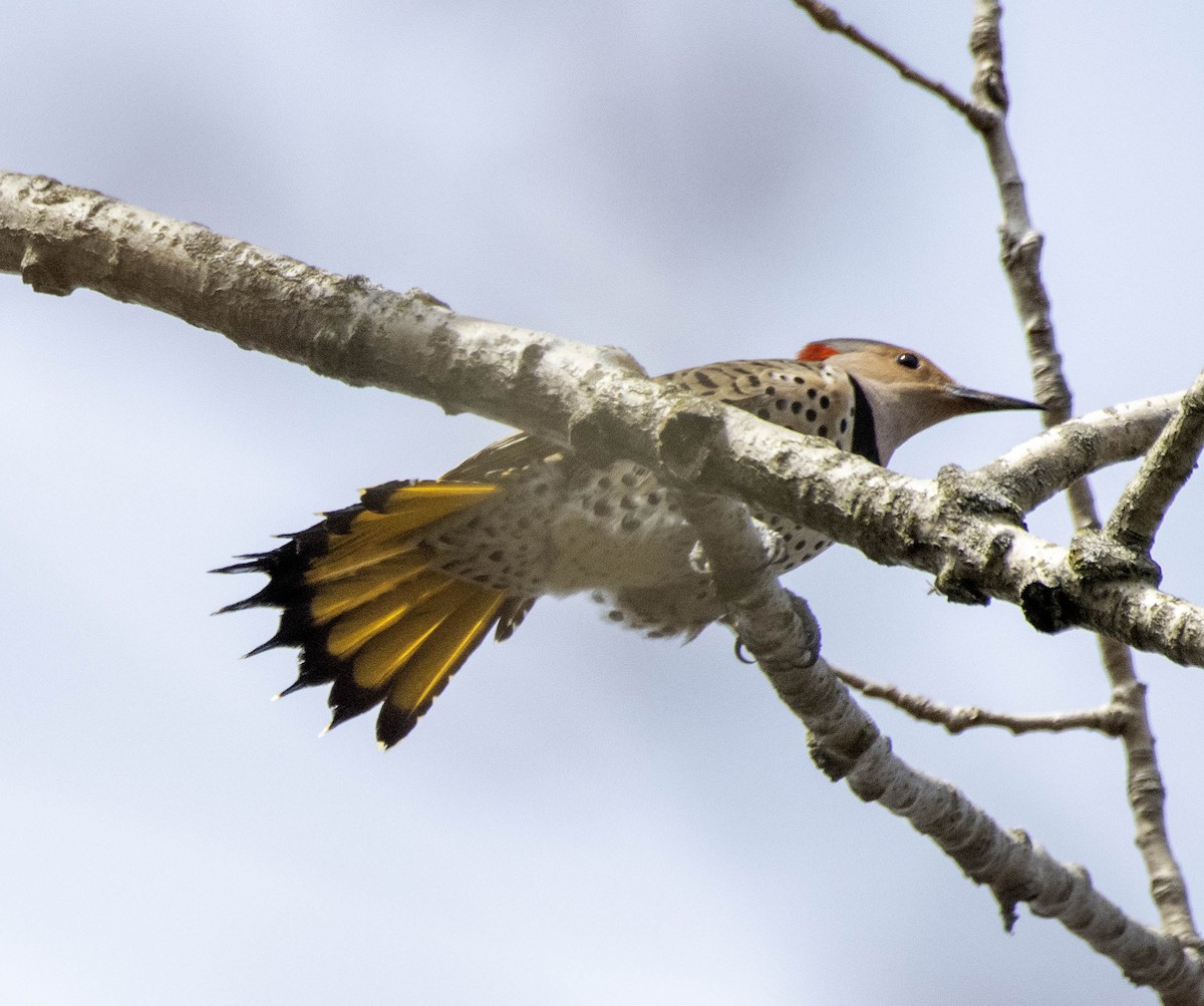 Northern Flicker - ML617210114