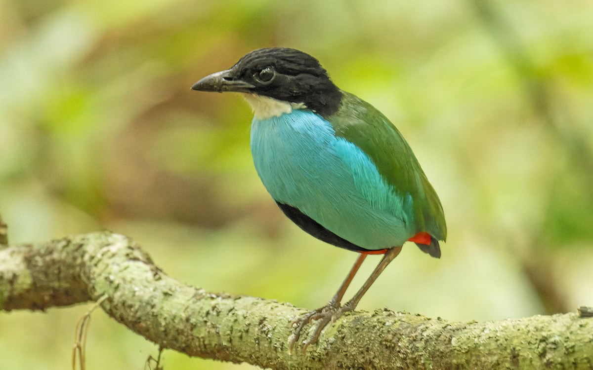 Azure-breasted Pitta - Tom (TK) Kaestner